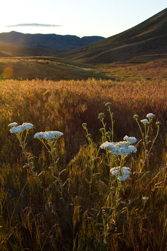 Flowers At Sunset